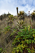 Frailejones, Gattung Espeletia, eine einzigartige Pflanze im Hochparamo des Nationalparks Los Nevados in Kolumbien.