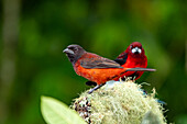 A female Crimson-backed Tanager, Ramphocelus dimidiatus, with a male behind, in Colombia.