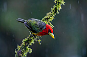 A male Red-headed Barbet, Eubucco bourcierii, on a mossy branch in the rain in Colombia.