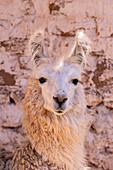 A llama at the Tienda La Yesera in the Quebrada de las Conchas or Quebrada de Cafayate, Argentina.