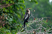 A female anhinga perched by a creek in Yasuni National Park in the tropical rainforest of the Amazon Basin of Ecuador.