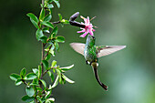 A female Black-tailed Trainbearer hummingbird, Lesbia victoriae, feeding on a Barnadesia flower in Ecuador.