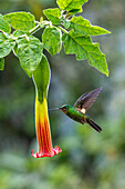 Ein Braunschwingen-Stirnvogel, der mit seinem Schnabel eine rote Engelstrompete durchsticht, um Nektar zu bekommen, in Ecuador.