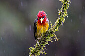 A male Red-headed Barbet, Eubucco bourcierii,having a bad hair day in the rain in Colombia.