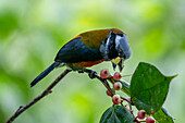 A Toucan Barbet, Semnornis ramphastinus, eating berries in the Choco rainforest, Colombia.