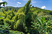 Bamboo plants growing among the coffee & banana plants on a small, family-run coffee farm near Jardin, Colombia.