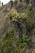 Frailejones, Gattung Espeletia, eine einzigartige Pflanze im Hochparamo des Nationalparks Los Nevados in Kolumbien.