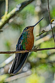 A female Great Sapphirewing, Pterophanes cyanopterus, perched on a branch in the highlands of Colombia.