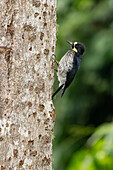 An Acorn Woodpecker on a tree in Araucana, Colombia.