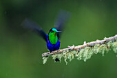 A male Crowned Woodnymph, Thalurania colombica, perched on a branch in the Choco, Colombia.