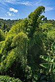 Bamboo plants growing among the coffee & banana plants on a small, family-run coffee farm near Jardin, Colombia.