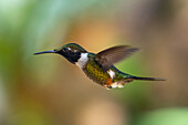 A male Purple-throated Woodstar, Calliphlox mitchellii, in flight in Colombia.