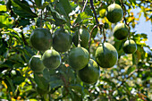 Passion fruit, Passiflora edulis, growing on a small coffee plantation in Colombia. Food crops are also grown on the farm for personal consumption.