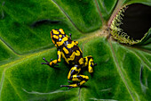 The Anchicaya Poison Dart Frog, Oophaga anchicayensis, an endangered species from Colombia.