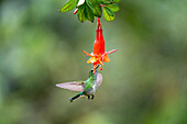 A female Black-tailed Trainbearer hummingbird, Lesbia victoriae, feeding on a fuchsia flower in Ecuador.