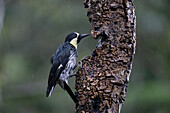An Acorn Woodpecker, Melanerpes formicivorus, perched on a tree in the rain in Colombia.