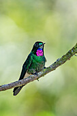 A male Tourmaline Sunangel, Heliangelus exortis, perched on a branch in the highlands of Colombia.