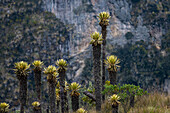 Frailejones, Espeletia hartwegiana, eine einzigartige Pflanze im Paramo in der Nähe des Nationalparks Los Nevados in Kolumbien.