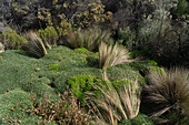 Water Mattress, Plantago rigida,& grasses in the high paramo of Los Nevados National Park in Colombia.