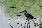 A female Amazon Kingfisher, Chloroceryle amazona, perched at the Sonso Lagoon Nature Reserve in Colombia.