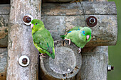 A pair of Spectacled Parrotlets perched on a building in the Sonso Lagoon Nature Reserve in Colombia. Female - left, male - right.