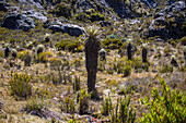 Espeletia santanderensis. .