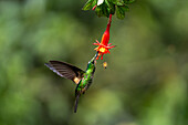 A female Buff-winged Starfrontlet hummingbird, Coeligena lutetiae, feeding on a fuchsia flower in Ecuador.