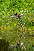 A male Anhinga, Anhinga anhinga, drying its wings in the Sonso Lagoon Nature Reserve in Colombia.