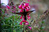 Colibrí Paramuno, Shining Sunbeam, Aglaeactis cupripennis