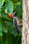 A male Lineated Woodpecker, Dryocopus lineatus, on a tree in the Western Cordillera of the Andes in Colombia.