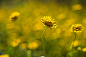 Ein Büschel leuchtend gelber Blumen hebt sich von einem weichen, verschwommenen Hintergrund ab. Das warme Sonnenlicht bringt ihre leuchtenden Farben zur Geltung.
