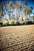 Freshly turned soil stretches across the countryside of Seville, surrounded by lush greenery and trees under a clear blue sky.