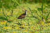 Ein unausgewachsener Perlhuhn, Jacana jacana, auf dem Wasserhyazith in einer Lagune. Napo Wildlife Center, Ecuador.