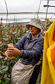 A worker places protective paper caps on mature rose blooms to protect them in a greenhouse in Ecuador.