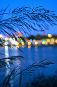 Detail of soft riparian plants by the Guadalquivir River in Seville, captured at dusk, creating a tranquil atmosphere with bokeh lights.