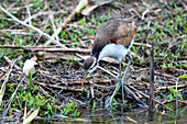 Ein ausgewachsener Perlhuhnvogel, Jacana jacana, sucht am Ufer einer Lagune nach Nahrung. Napo Wildlife Center, Ecuador.