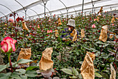 A worker places protective paper caps on mature rose blooms to protect them in a greenhouse in Ecuador.