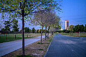 Torre Sevilla towers at dusk, surrounded by the peaceful landscape of Vega de Triana park, offering a serene evening ambiance.
