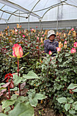 A worker places protective paper caps on mature rose blooms to protect them in a greenhouse in Ecuador.
