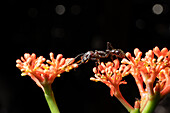 Eine Kugelameise erntet Nektar von einer Pflanze im Yarina Ecological Reserve im Amazonasbecken von Ecuador.