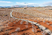 Aerial view of beautiful almond trees in a scenic rural landscape with fields and mountains, Velez-Rubio, provincia de Almeria, Spain.