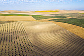 Aerial view of scenic farmland with rows of crops and beautiful patterns in the countryside, Cordoba, provincia de Cordoba, Spain.