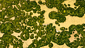 Aerial view of abstract green formations and sea with unique land patterns, Lobos Island, Canary Islands, Spain.