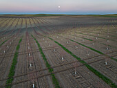 Aerial view of almond trees in rows with a picturesque sunset glow, Cordoba, Cordoba, Spain.