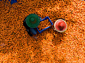 Aerial view of vibrant farmers harvesting colorful carrots in a rural field, Rowail, Dhamrai, Bangladesh.