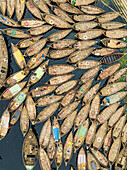 Aerial view of traditional wooden boats on a clear river with vibrant activity and people, Subhadya, Keraniganj, Dhaka, Bangladesh.