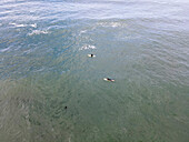 Aerial view of surfers riding waves in the ocean, Point Arena, California, United States.