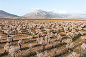 Aerial view of blooming almond trees in a picturesque agricultural landscape, Chirivel, provincia de Almeria, Spain.