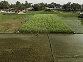 Aerial view of vibrant rice fields with people working in the lush green countryside, Putia, Shibpur, Dhaka, Bangladesh.
