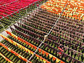 Araihazar, Bangladesh - 09 November 2024: Aerial view of vibrant workers drying colorful textiles in bright sunlight, Araihazar, Dhaka, Bangladesh.